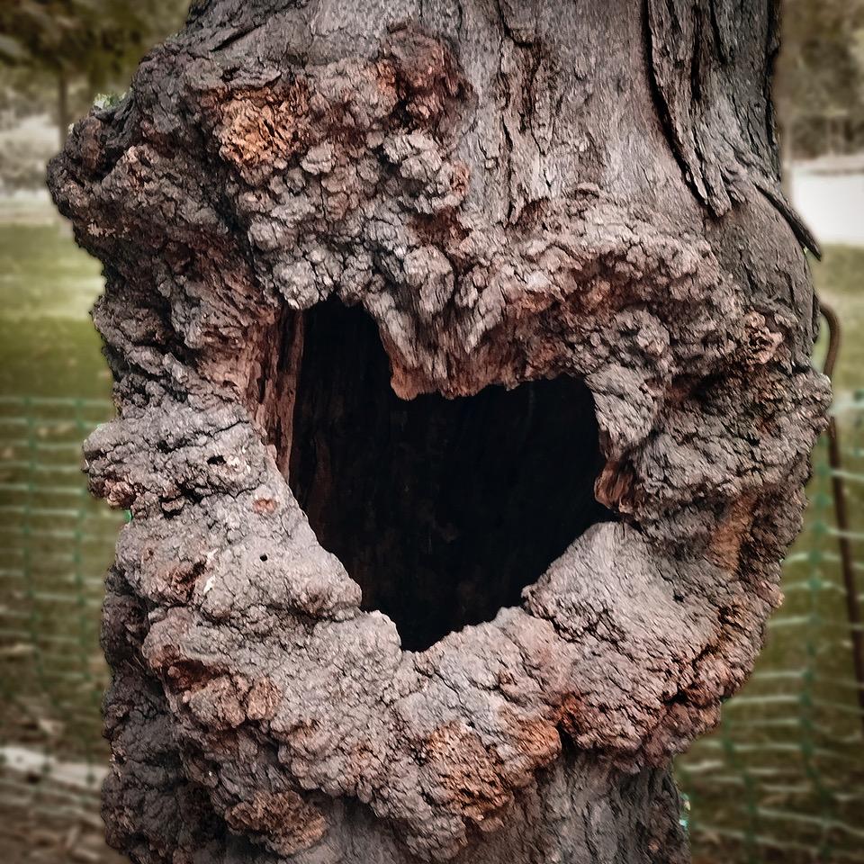 La nobleza de la madera en nuestras vidas