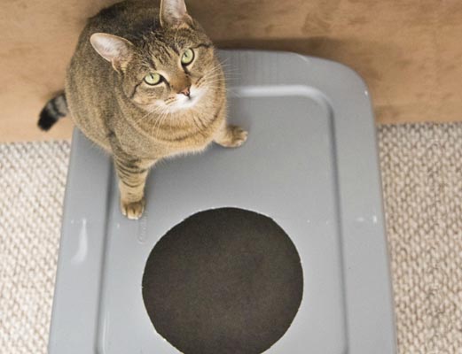 Hazle a tu querido gato un arenero DIY muy personal. Tu decides como lo decoras.