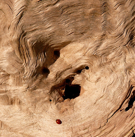 5 secretos sobre la madera: ¡no te los pierdas!